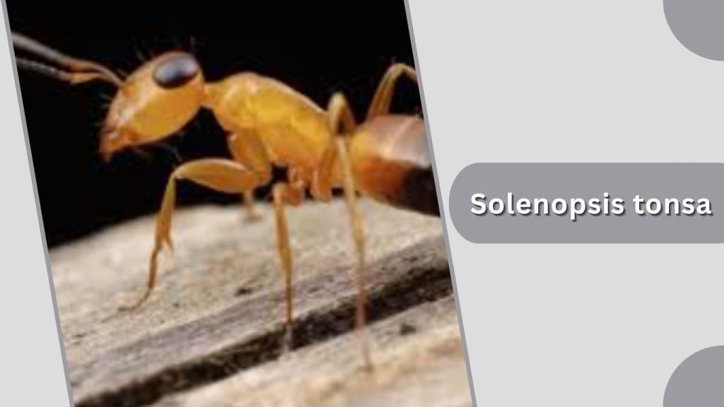 Solenopsis tonsa