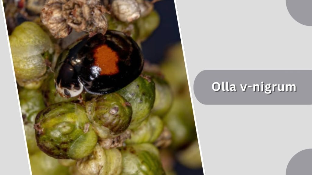  Olla v-nigrum