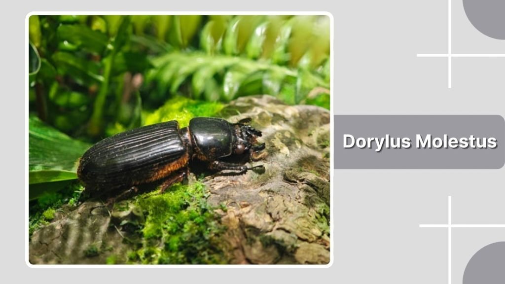 Dorylus Molestus