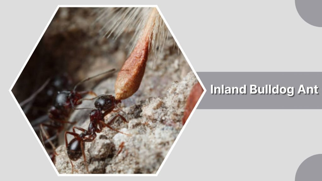 Inland Bulldog Ant