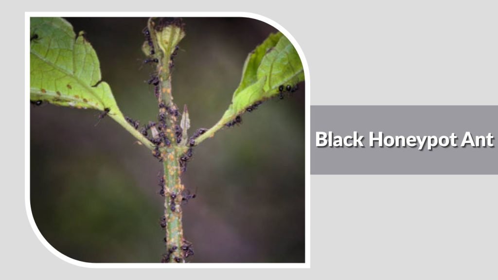 Black Honeypot Ant