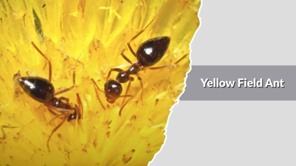 Yellow Field Ant