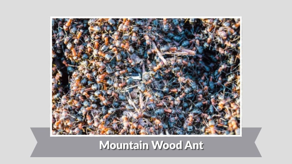 Mountain Wood Ant