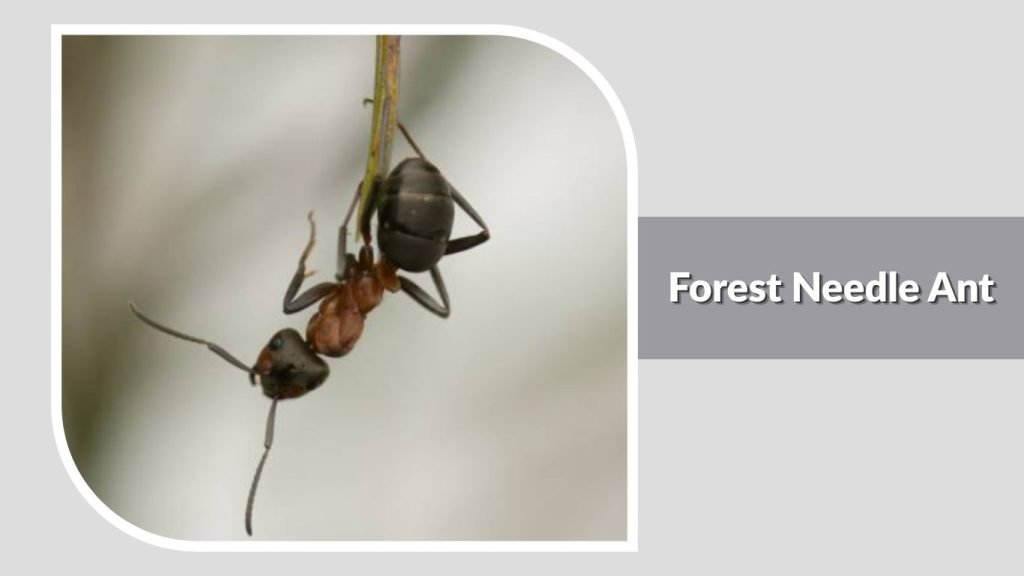 Forest Needle Ant