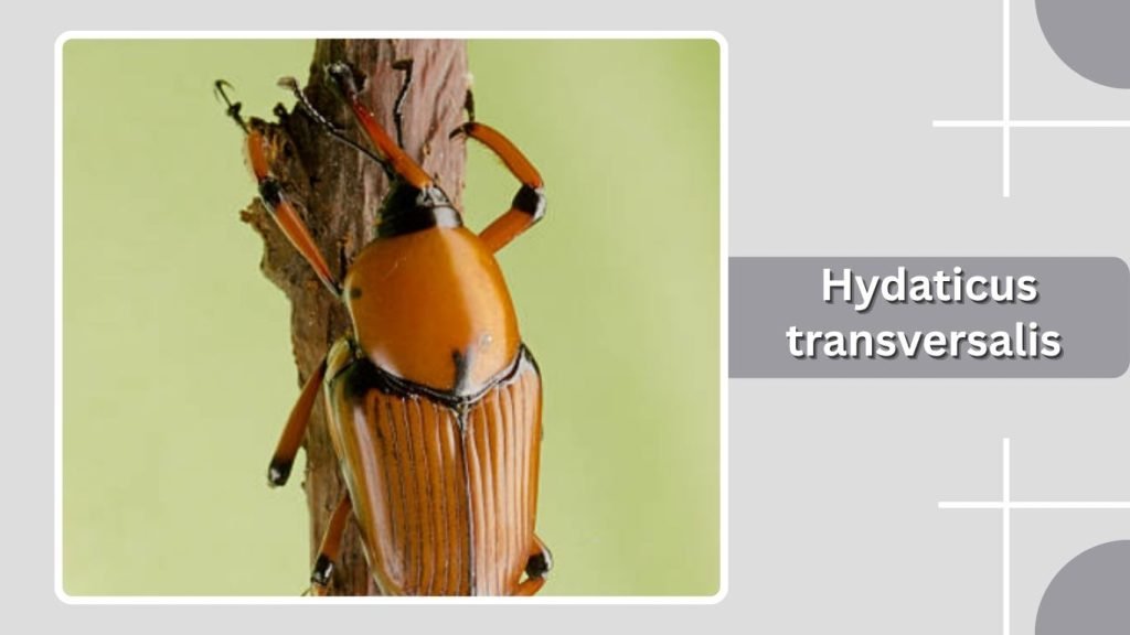 Hydaticus transversalis