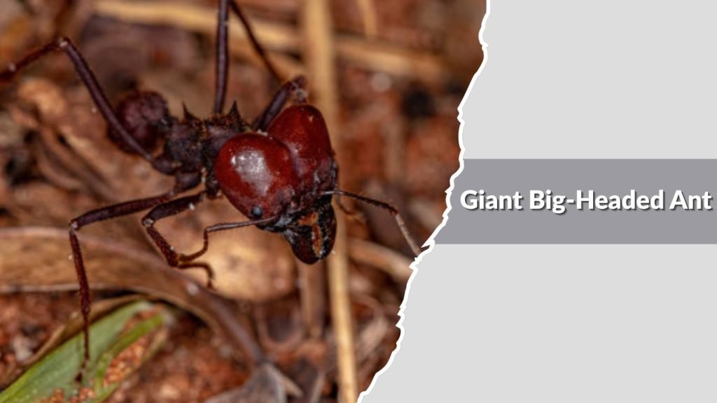 Giant Big-Headed Ant