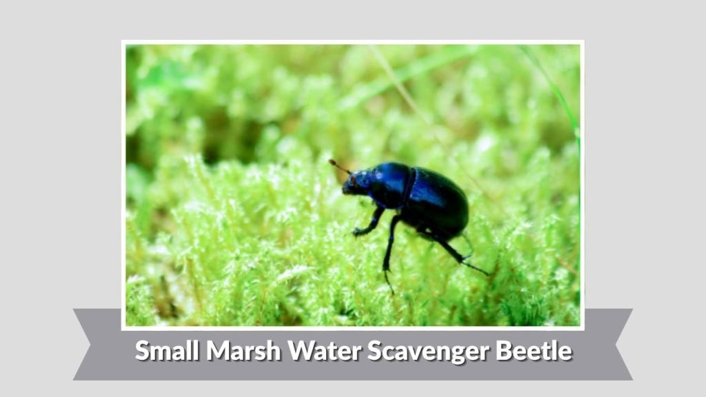 Small Marsh Water Scavenger Beetle