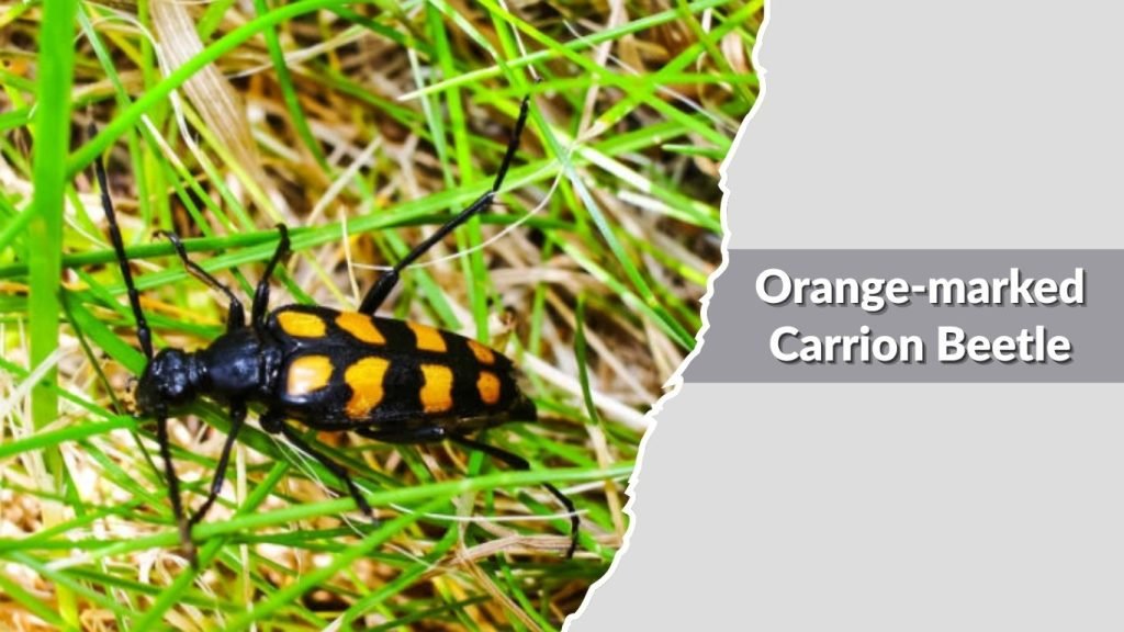 Orange-marked Carrion Beetle