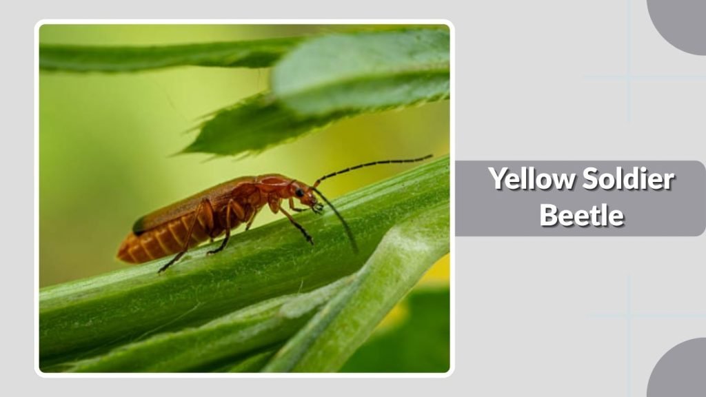 Yellow Soldier Beetle