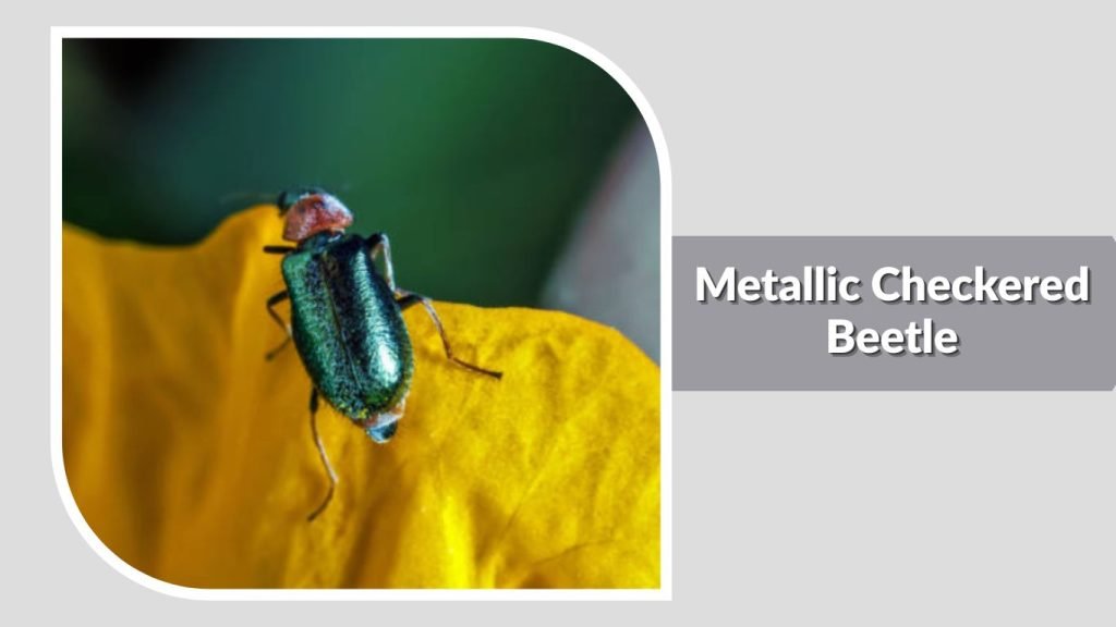 Metallic Checkered Beetle
