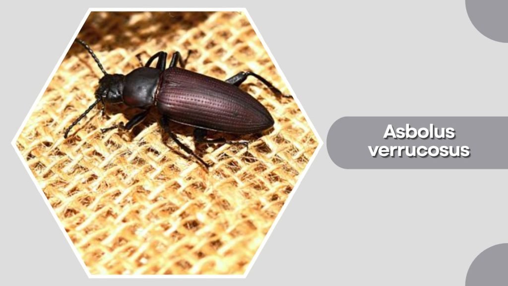  Asbolus verrucosus