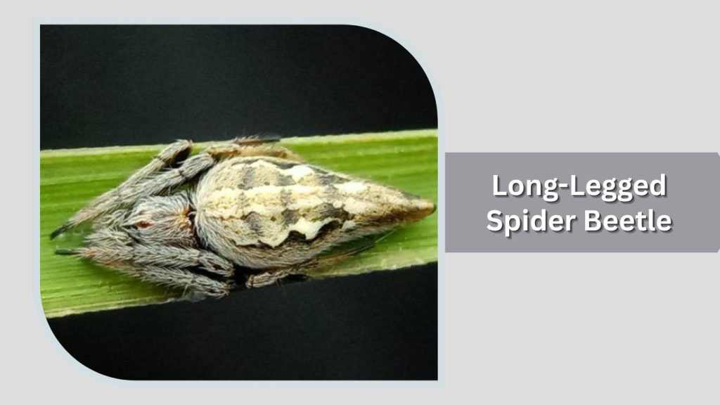 Long-Legged Spider Beetle