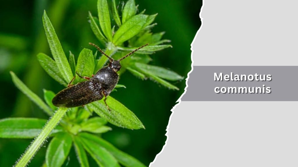 Melanotus communis