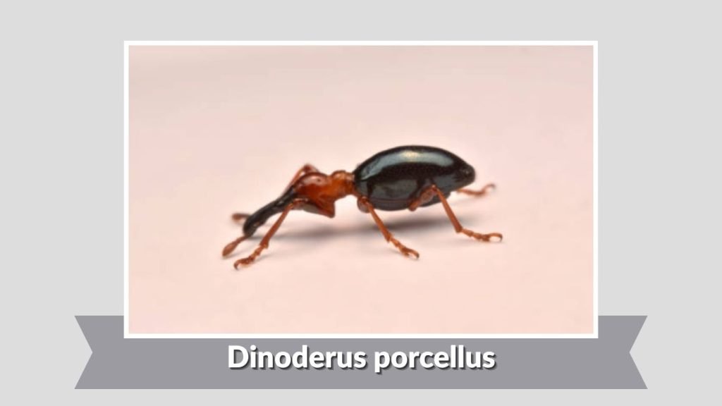 Dinoderus porcellus
