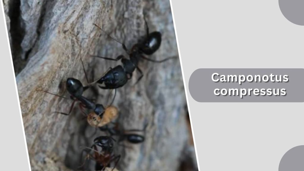 Camponotus compressus
