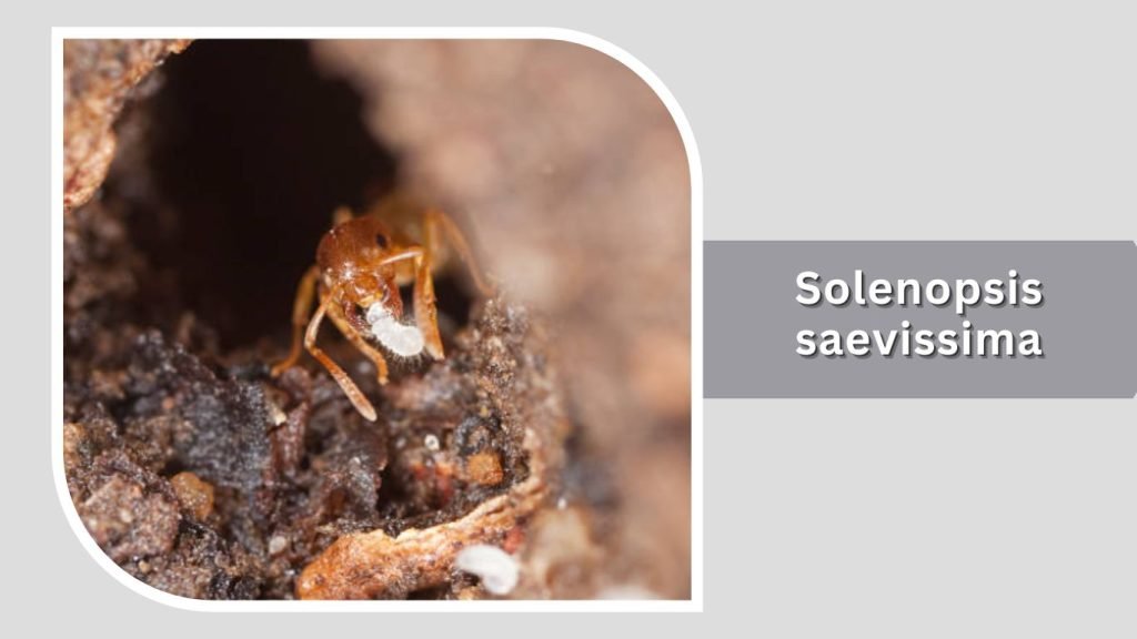 Solenopsis saevissima
