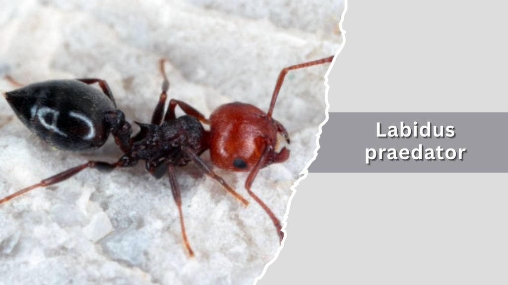  Labidus praedator