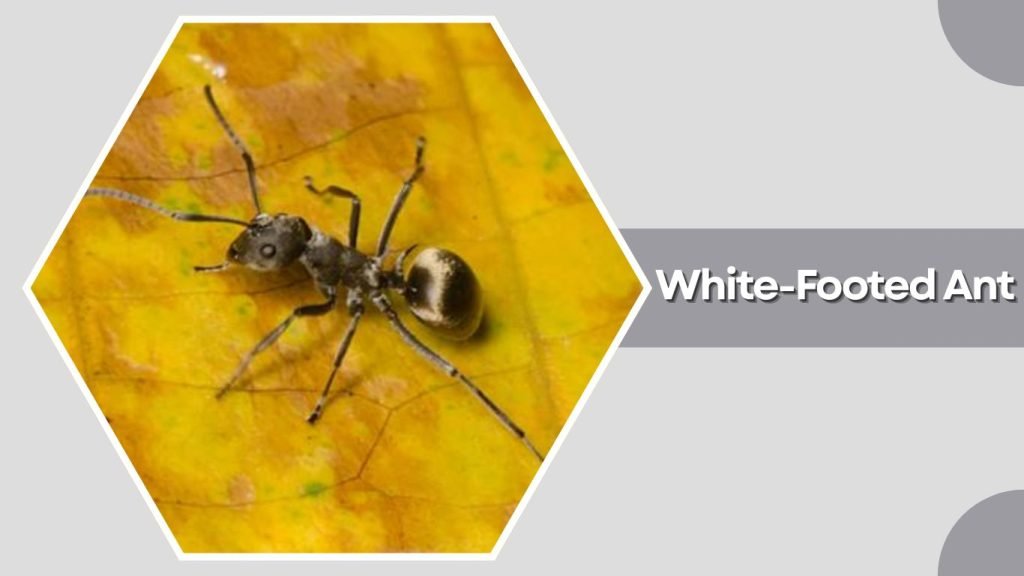  White-Footed Ant