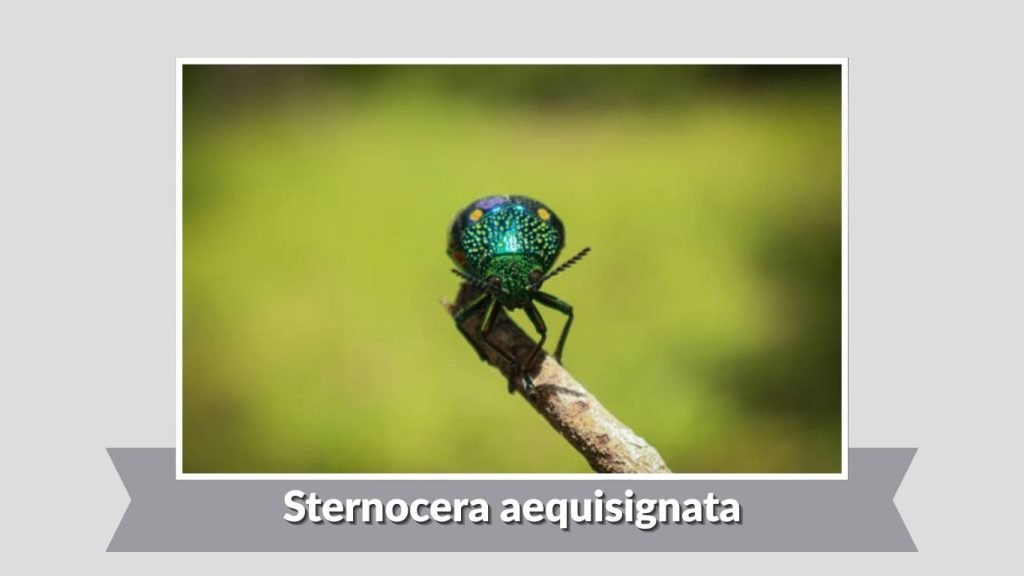 Sternocera aequisignata
