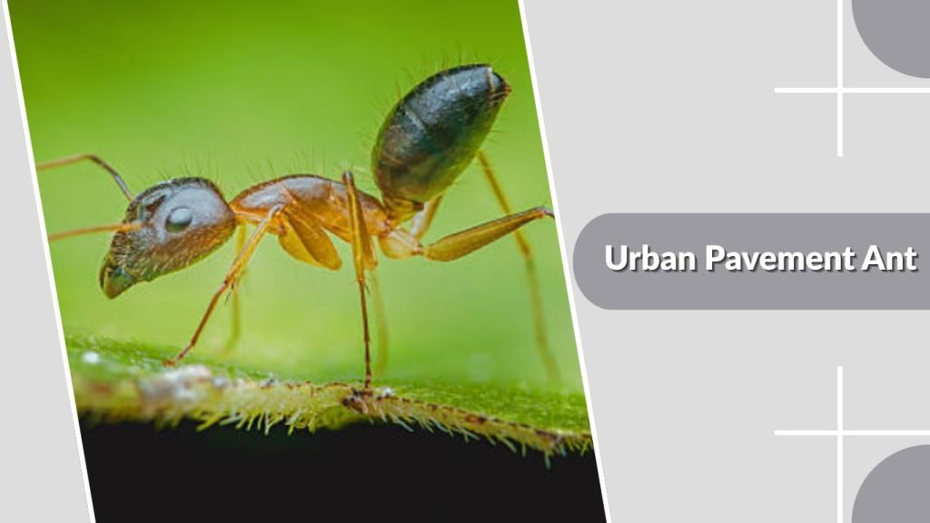  Urban Pavement Ant
