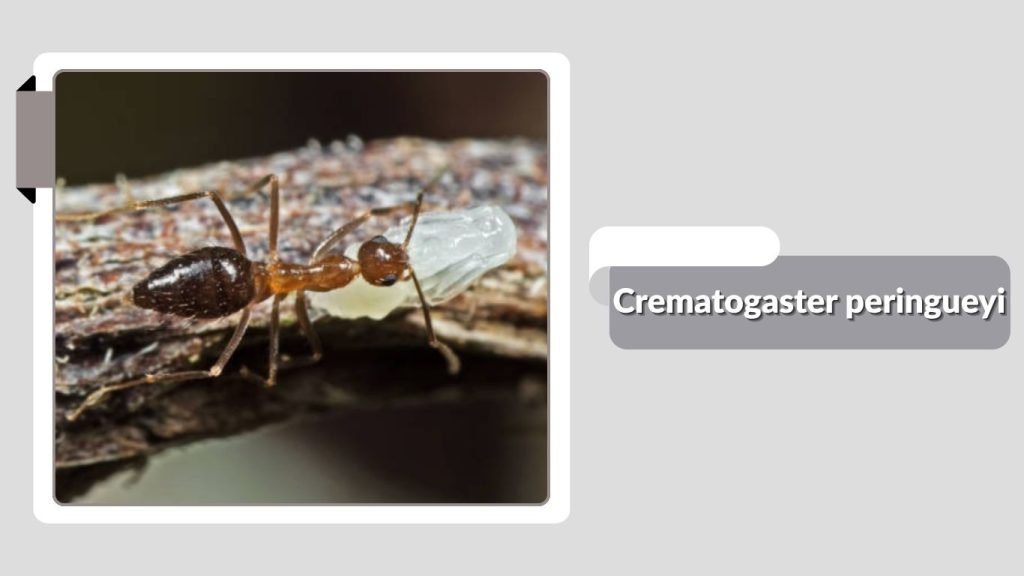 Crematogaster peringueyi