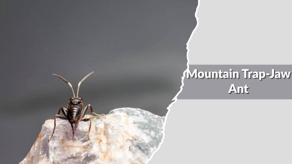 Mountain Trap-Jaw Ant