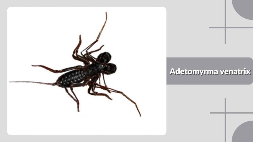 Adetomyrma venatrix