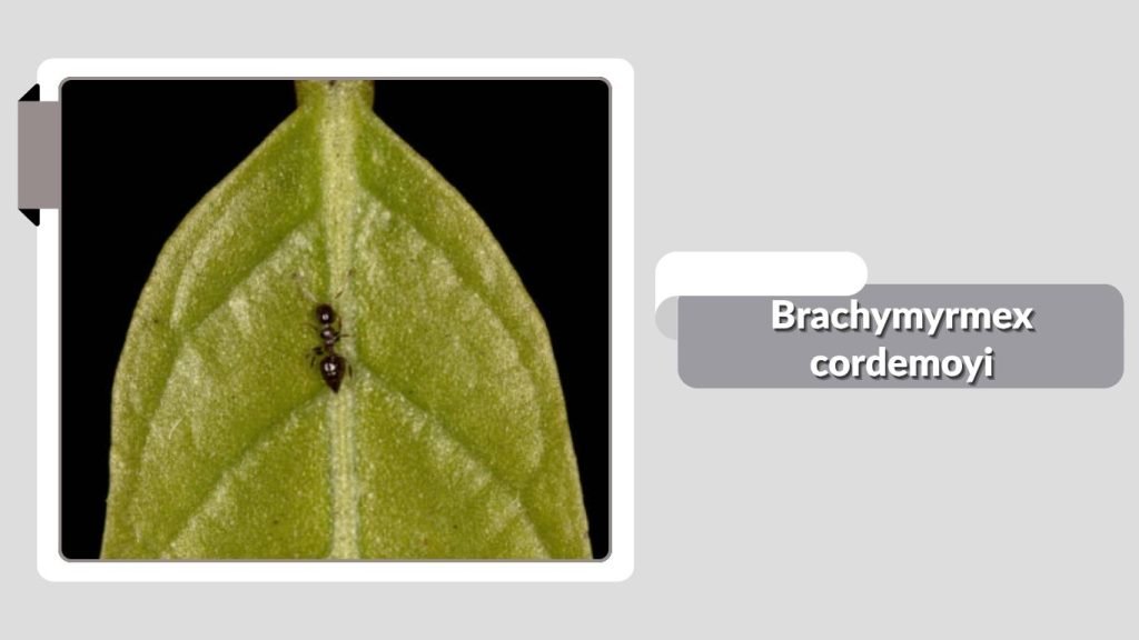  Brachymyrmex cordemoyi