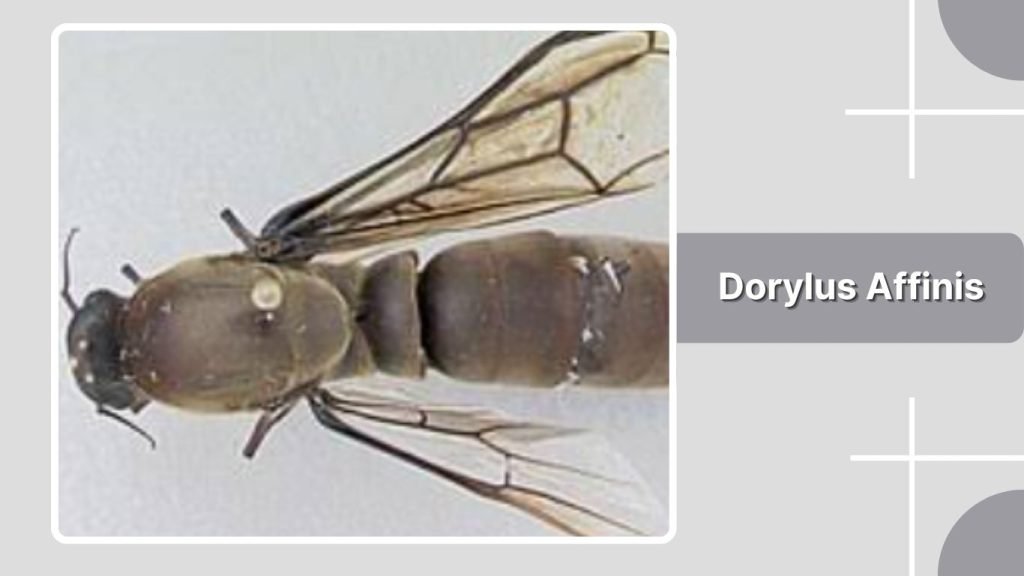 Dorylus Affinis