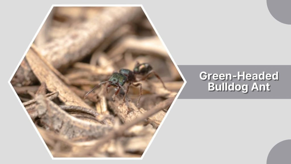 Green-Headed Bulldog Ant
