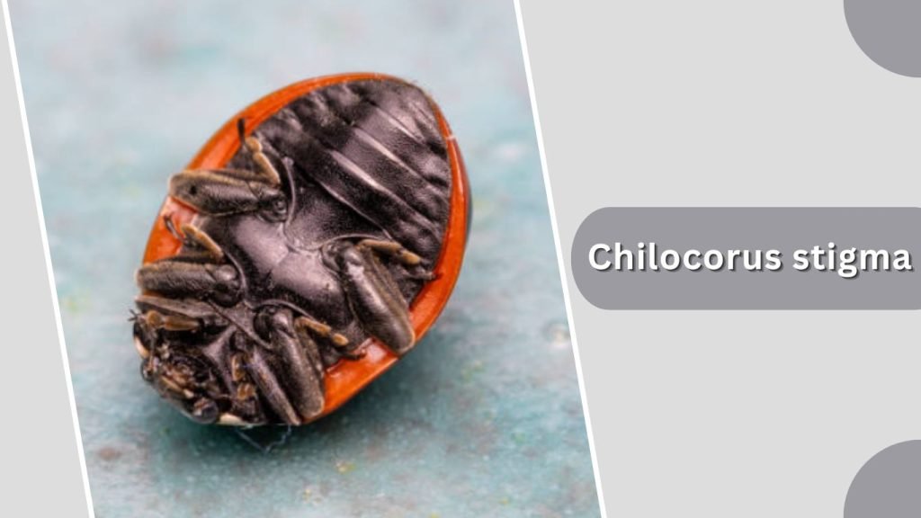 Chilocorus stigma