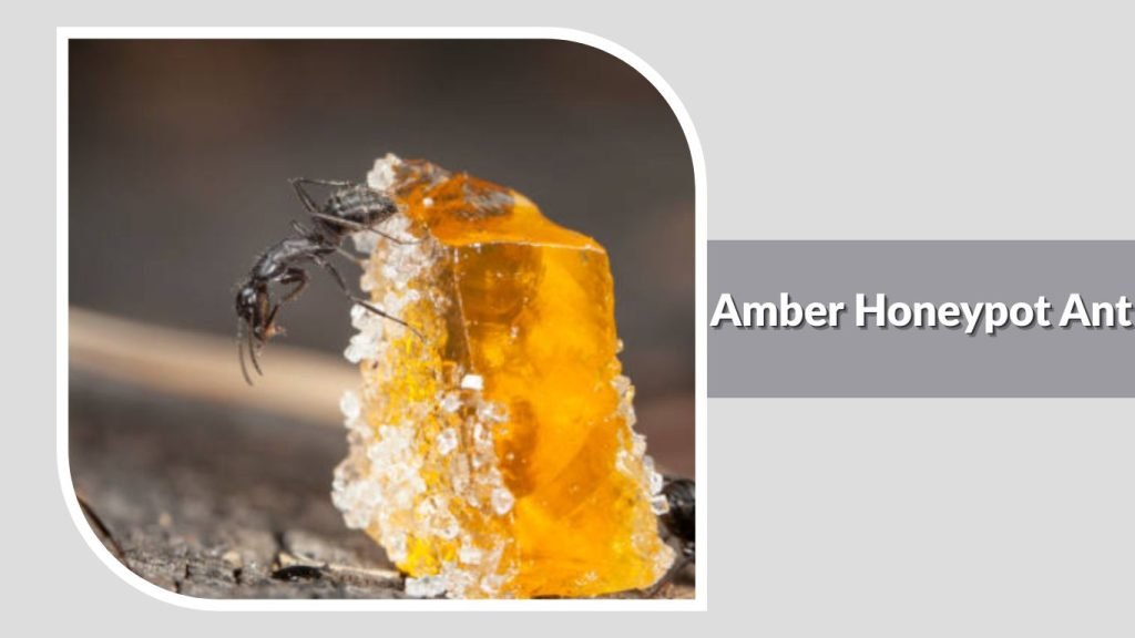 Amber Honeypot Ant