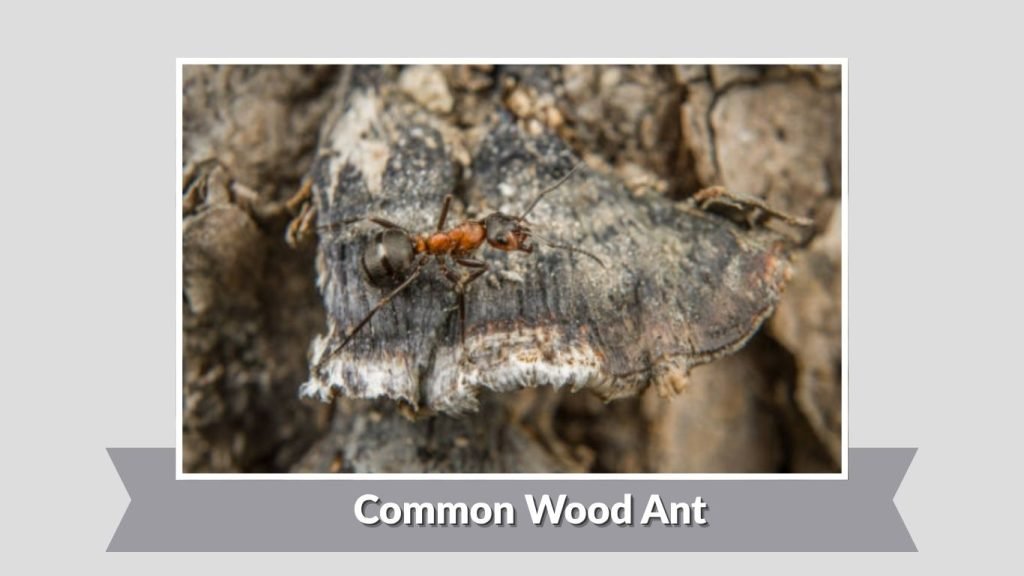 Common Wood Ant