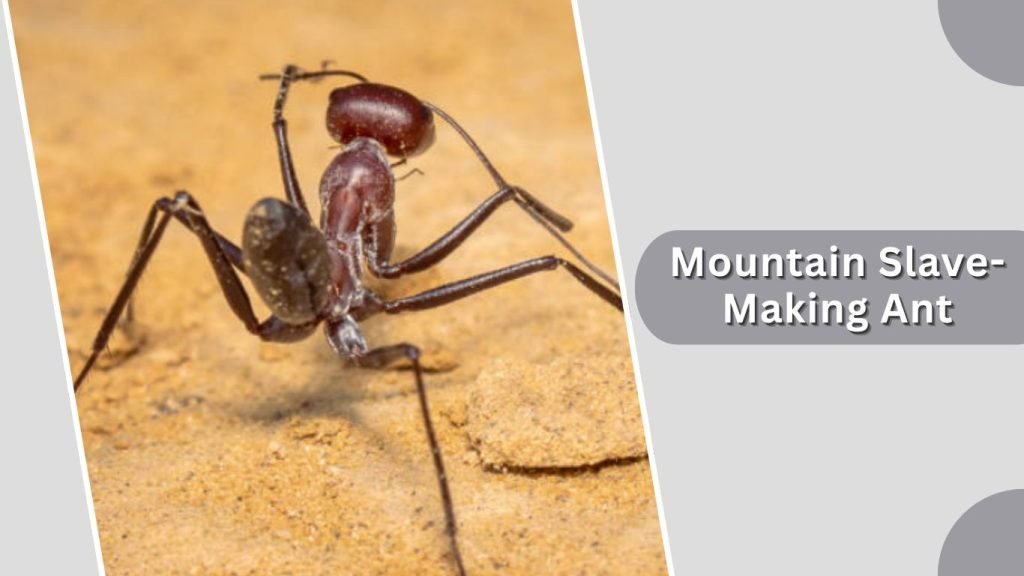 Mountain Slave-Making Ant