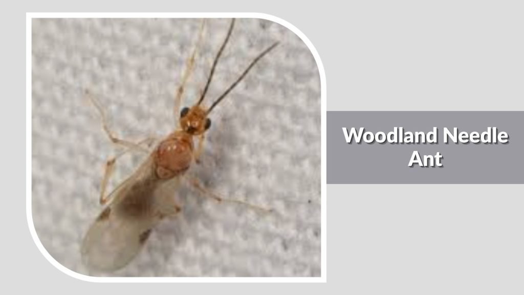 Woodland Needle Ant
