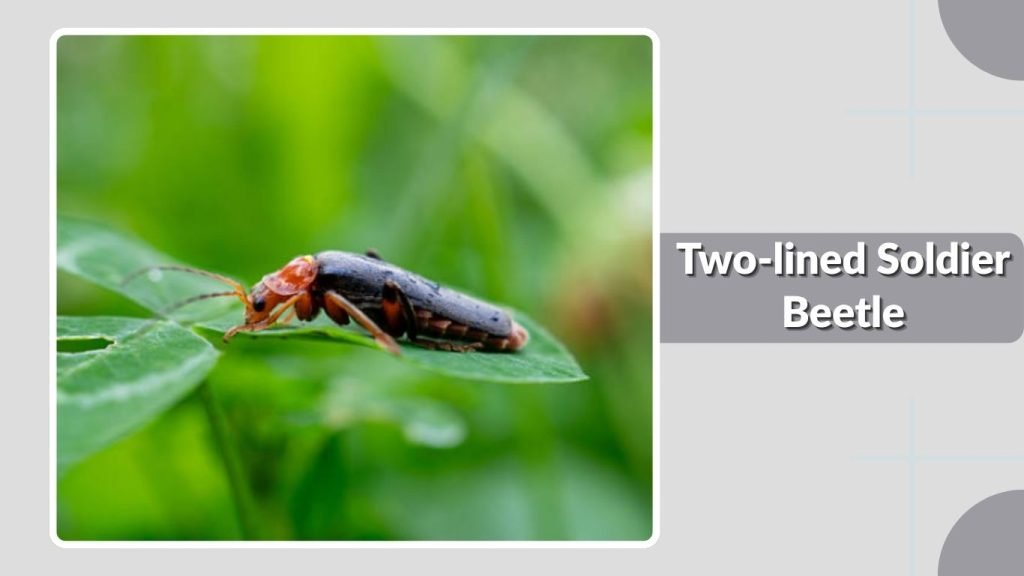  Two-lined Soldier Beetle