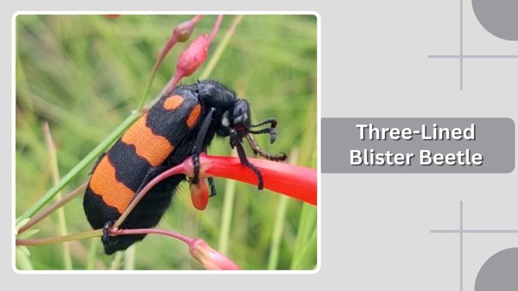 Three-Lined Blister Beetle