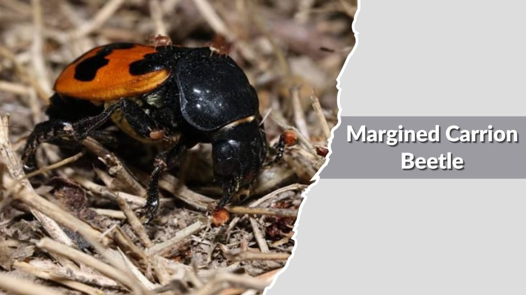 Margined Carrion Beetle