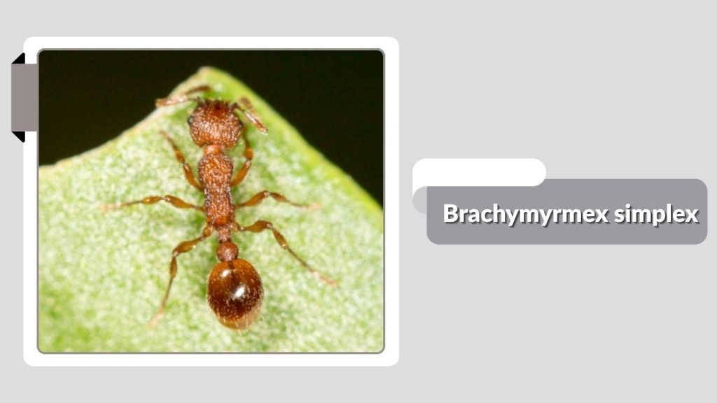  Brachymyrmex simplex