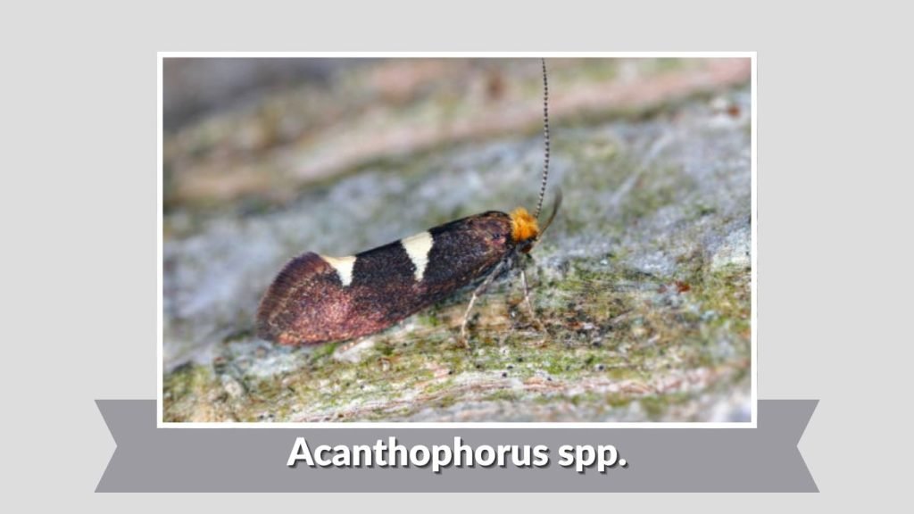 Acanthophorus spp.