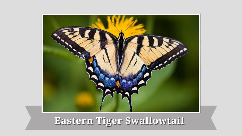 Eastern Tiger Swallowtail