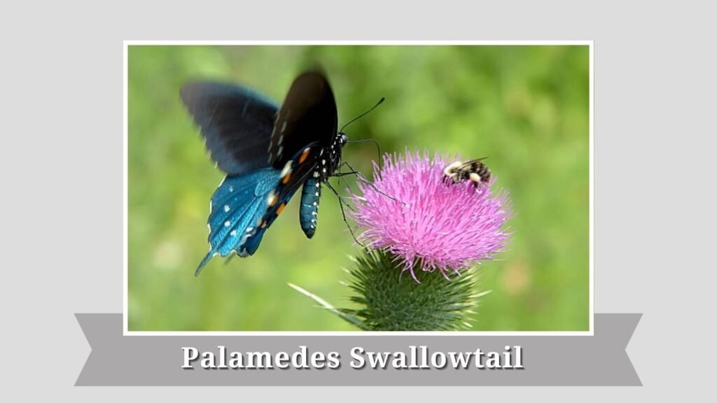 Palamedes Swallowtail