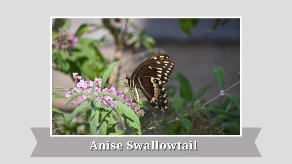 Anise Swallowtail