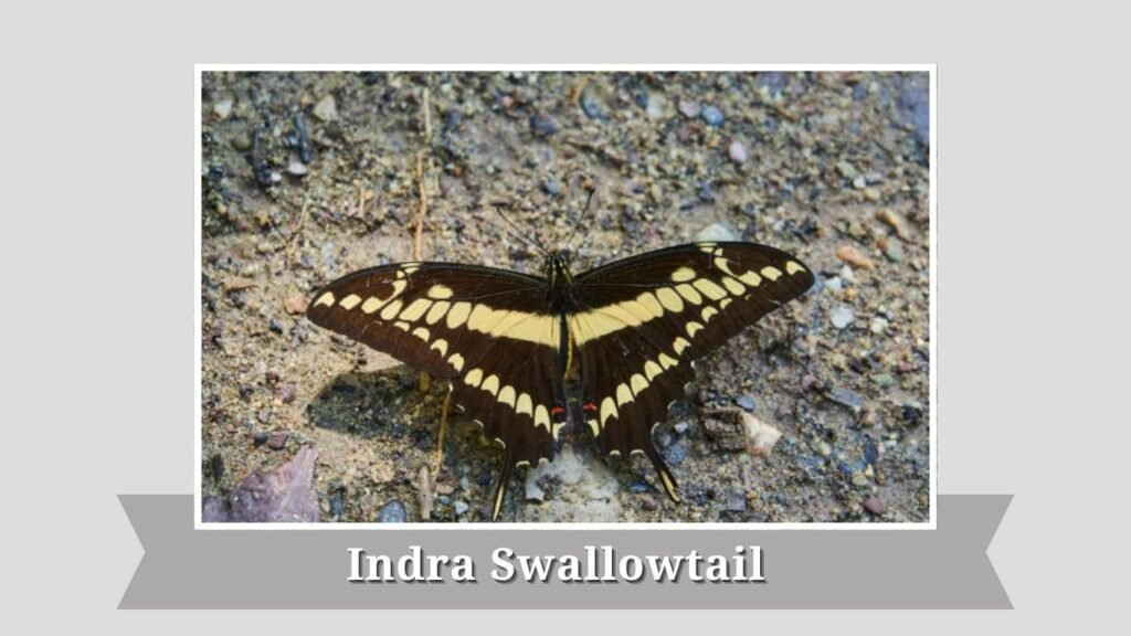  Indra Swallowtail