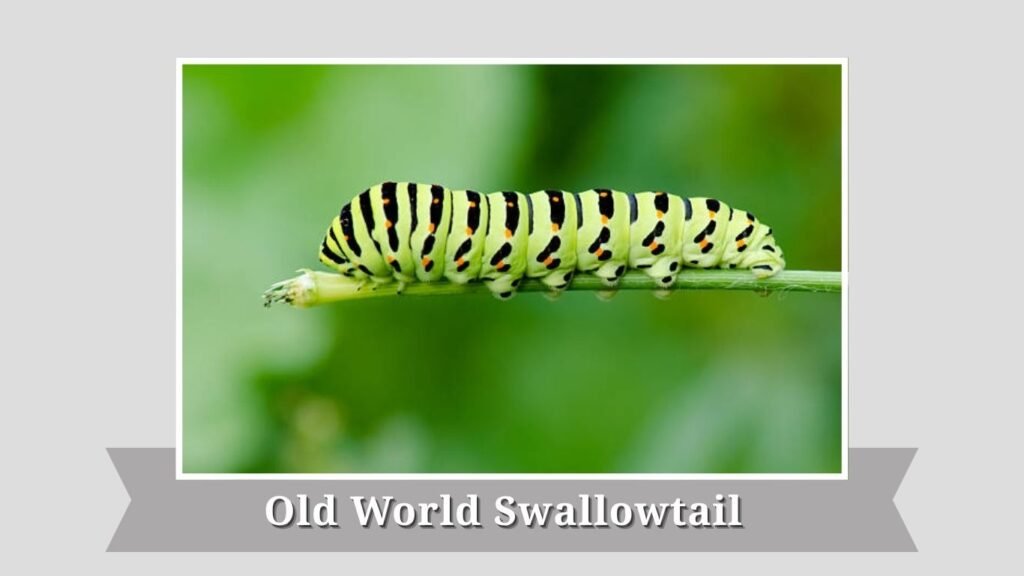 Old World Swallowtail