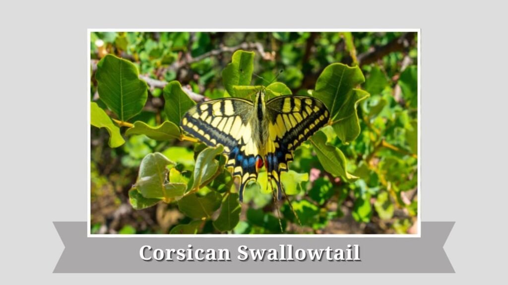  Corsican Swallowtail