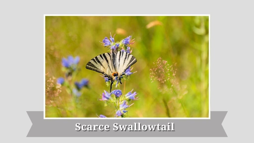 Scarce Swallowtail
