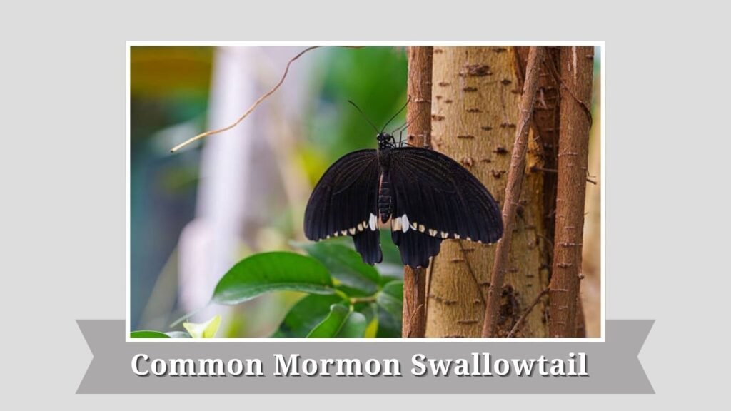 Common Mormon Swallowtail