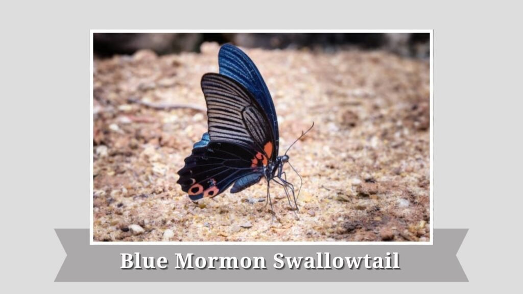 Blue Mormon Swallowtail