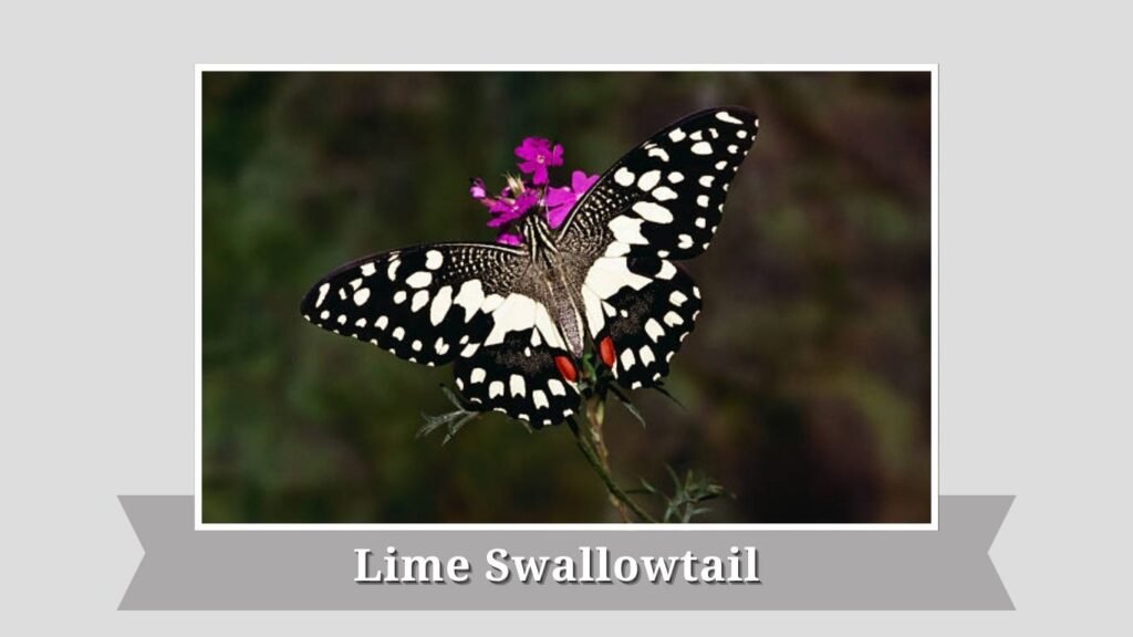 Lime Swallowtail